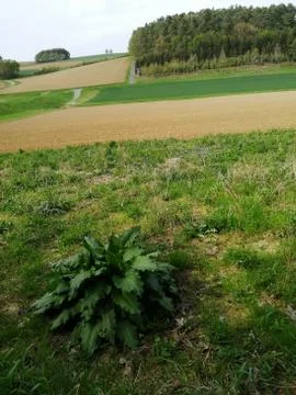 Landscape Foto stock