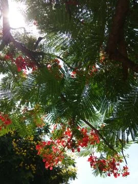 Landscape Foto stock