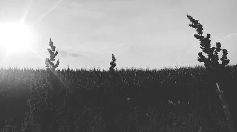 Landscape Stock Photos