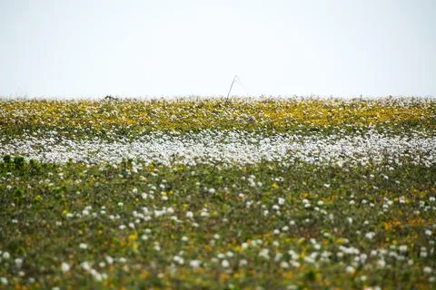 Landscape Stock Photos