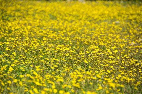 Landscape Stock Photos