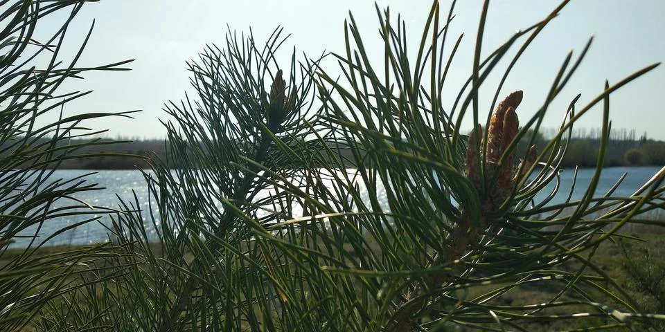 Landscape Stock Photos