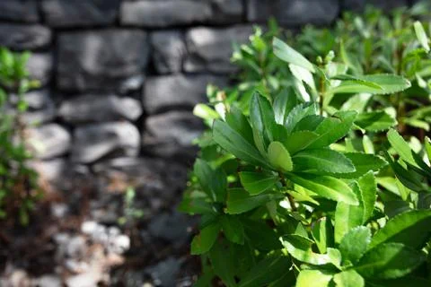 Landscape Stock Photos