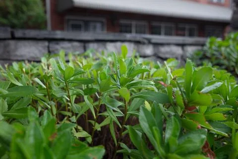 Landscape Stock Photos