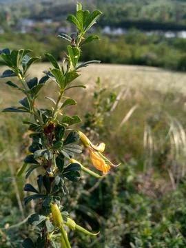 Landscape Stock Photos