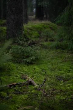 Landscape Stock Photos