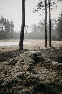 Landscape Stock Photos