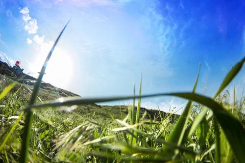Landscape photo with closeup grass. Foto stock
