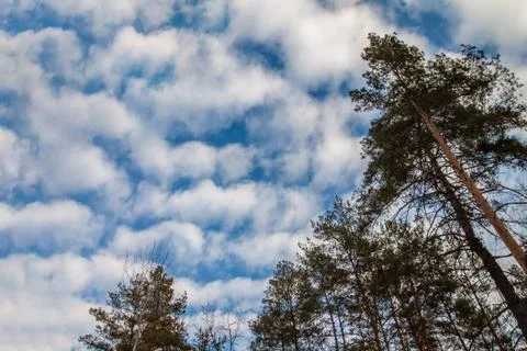 Landscape pine branches on a background of blue-gray winter sky with clouds Stock Photos