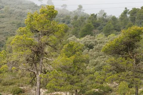 Landscape with pine forest and high voltage cables on a cloudy day Фото