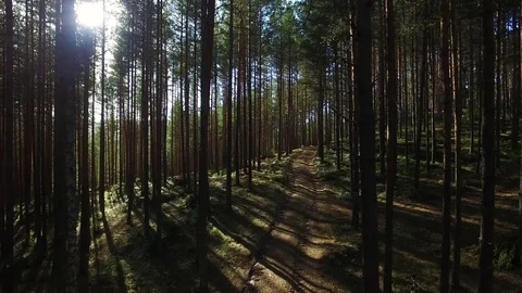 Landscape with Pine Forest and Road Stock Footage 69993358