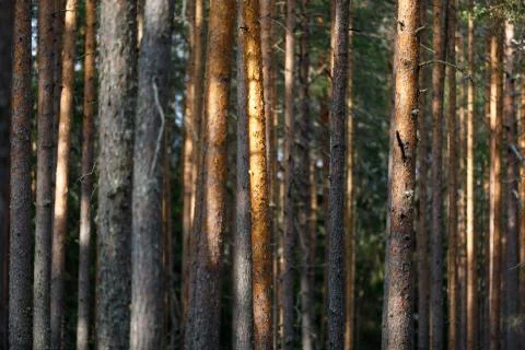 Landscape of pine forest. background with footpath and trunks Stock Photos