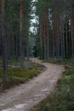 Landscape of pine forest. background with footpath and trunks Stock Photos
