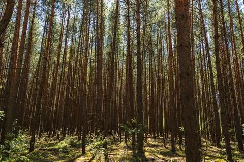 Landscape of a pine forest during summer Stock Photos