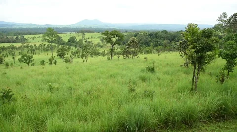 Landscape of pine forest in mountain,Thailand Stock Footage 42607795