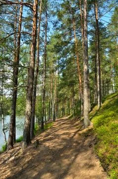Landscape with pine forest Stock Photos