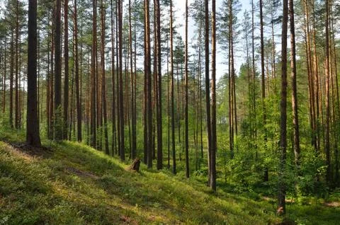 Landscape with pine forest Stock Photos