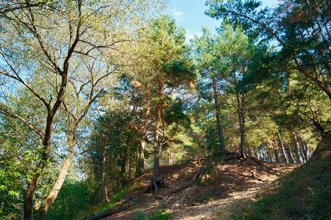 Landscape of a pine forest Stock Photos