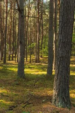 Landscape of a pine forest on sandy ground in the evening Foto stock