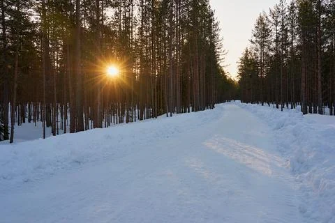Landscape of pine forest with snow-covered road and sunrise Stock Photos