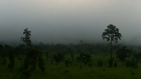 Landscape of pine forest under the fog in mountain,Thailand Stock Footage 42606835