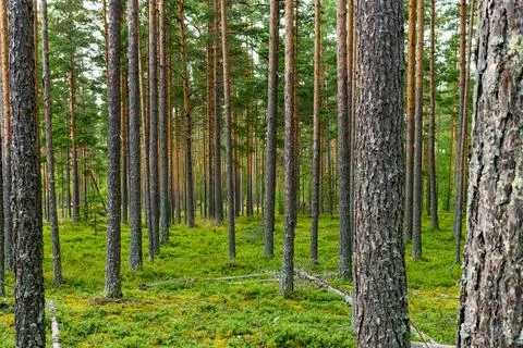 Landscape pine grove Stock Photos