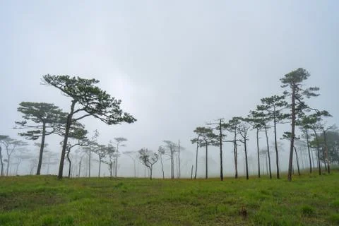 Landscape pine tree forest in the mist at Phu Soi Dao national park Uttaradit Stock Photos