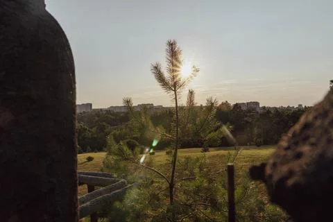 A landscape with a pine tree obscuring the sunset Stock Photos