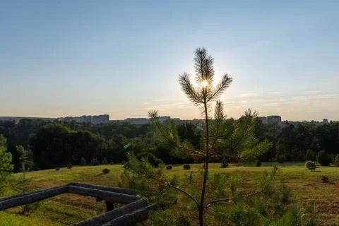 A landscape with a pine tree obscuring the sunset Stock Photos