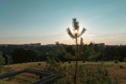 A landscape with a pine tree obscuring the sunset Stock Photos