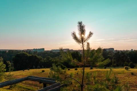 A landscape with a pine tree obscuring the sunset Stock Photos