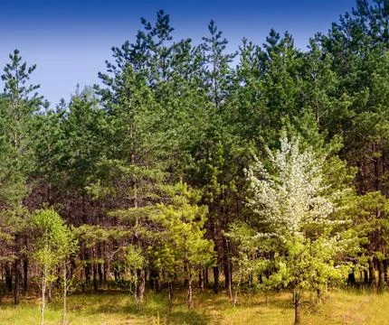 Landscape with pine trees on the edge of the forest. Stock Photos