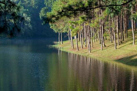 Landscape with pine trees lake Stock Photos