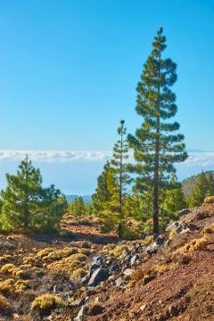 Landscape with pine-trees Stock Photos