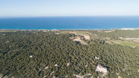 Landscape of pine trees Stock Photos