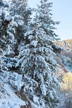 Landscape with pine trees in the snow Stock Photos
