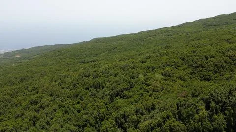 Landscape of pines in Mazo. La Palma. Canarias,Spain.Aerial Drone View Stock Photos