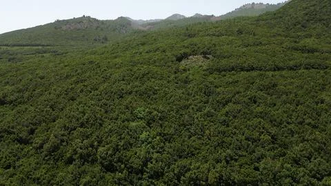 Landscape of pines in Mazo. La Palma. Canarias,Spain.Aerial Drone View 库存照片