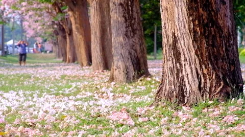 Landscape of the pink flower flowing Stock Footage 58466596