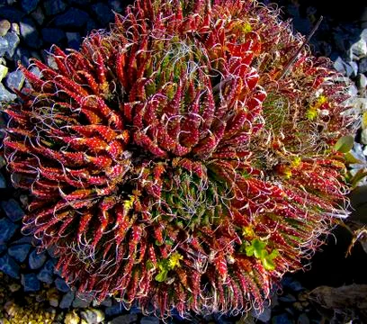 Landscape plants Stockfoto's