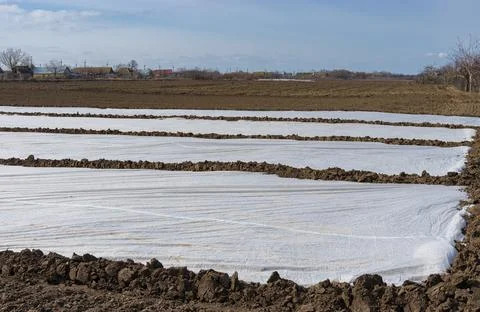 Landscape with ploughed fields and fields with pea sprouts under  grofibre Stock Photos