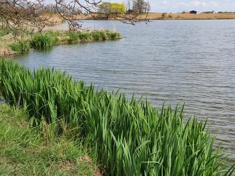 Landscape with a pond in spring. Stock Photos