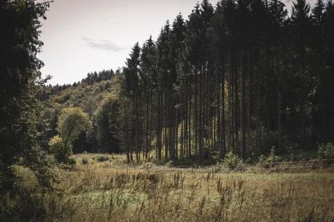 A landscape portrait of the side of a pine forest and an open meadow in betwe Stock Photos
