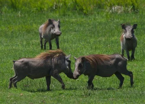 Landscape portrait of two wild warthogs (Phacochoerus africanus) fighting Stock Photos