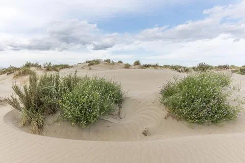 Landscape of protected dunes in Beauduc beach. Salin de Giraud, Parc naturel Stock-Fotos