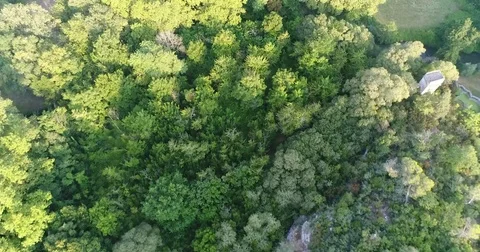 Landscape of Provence, trees Stock Footage 83131863