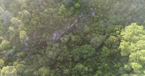 Landscape of Provence, trees Stock Footage 83131889