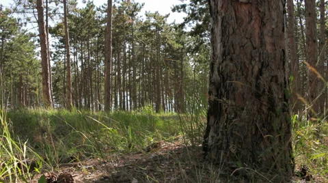 Landscape of quiet summer forest Stock Footage 52402310