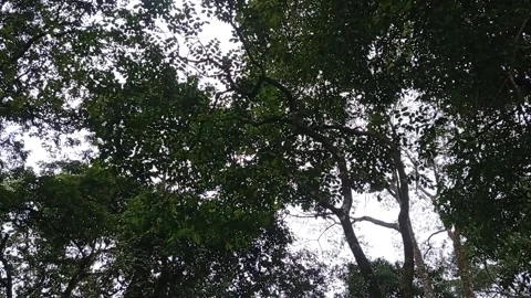 A landscape of rain in the forest Stock Footage 150215821