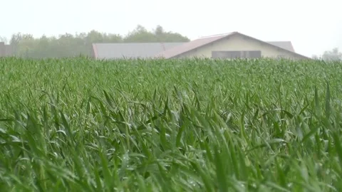 Landscape Rain Spring field Bavaria Germany Stock Footage 309126505